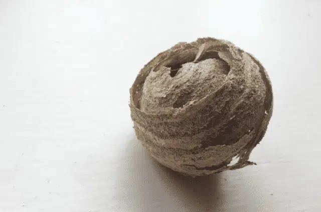 Avec quoi est fait un nid de guêpes ?