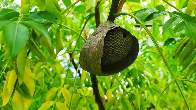 Comment déloger un nid de guêpes ?