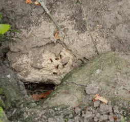 Comment détruire un nid de guêpes souterrain ?
