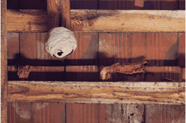 Comment détruire un nid de guêpes dans un grenier ?