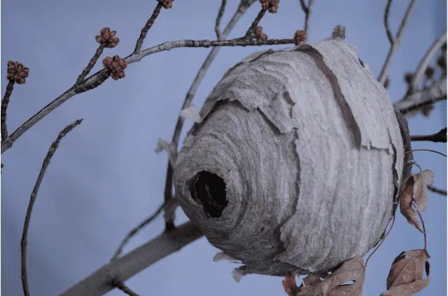 Comment détruire un nid de guêpes en hiver ?