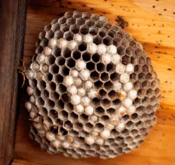 Comment détruire un nid de guêpes dans une cloison ?