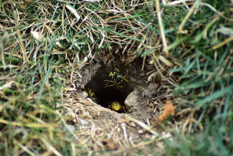 Comment détruire un nid de guêpes sous la terre ?