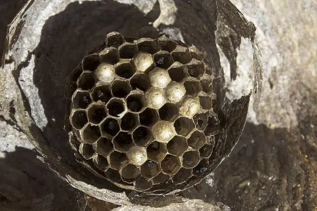 Comment détruire un petit nid de guêpes ?