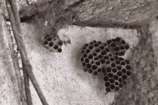 Comment éliminer un nid de guêpes dans un mur ?