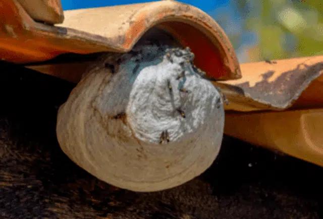 Comment détruire/enlever un nid de guêpes sous les tuiles ?