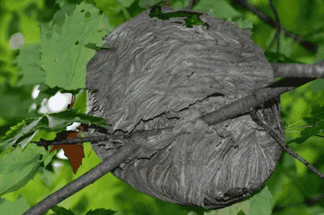Comment enlever un nid de guêpes dans un arbre ?