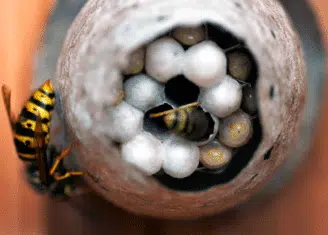 Comment fonctionne un nid de guêpes ?