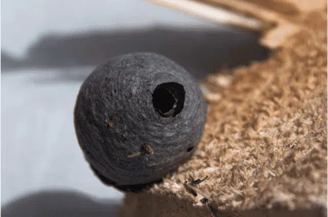Comment tuer un nid de guêpes ?