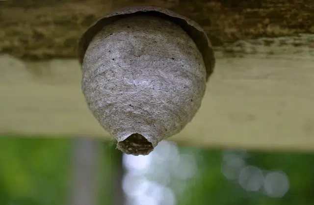 Peut-on laisser un nid de guêpes ?